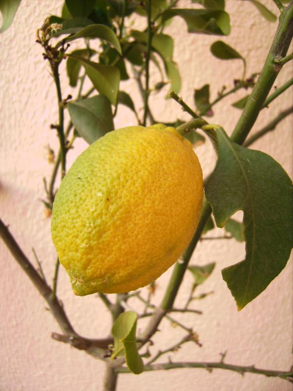 Fresh Lemon