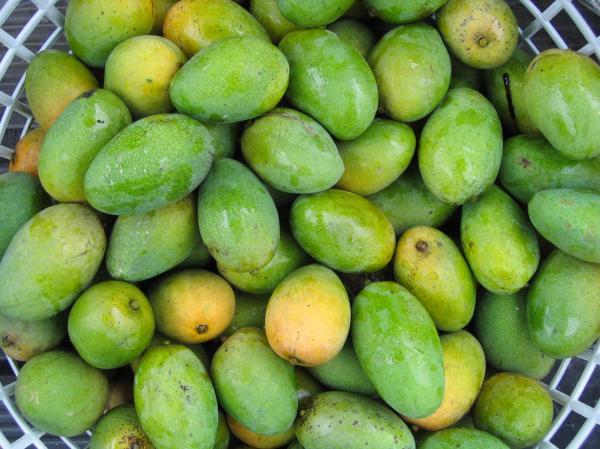 Fresh Mangoes