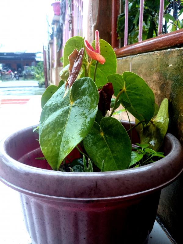 Fresh plant