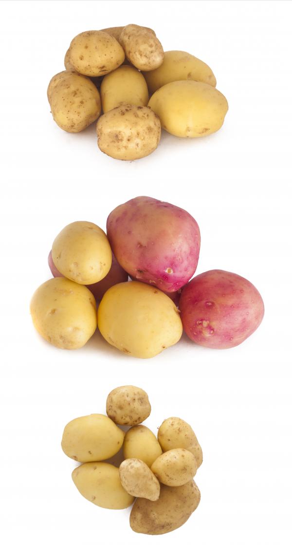 Fresh Potatoes