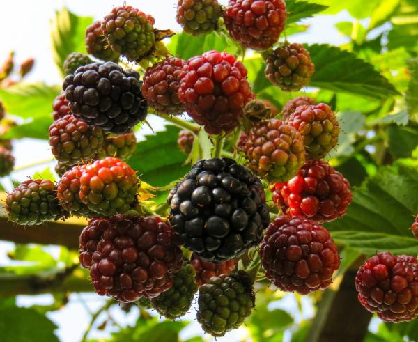 Fresh Raspberries