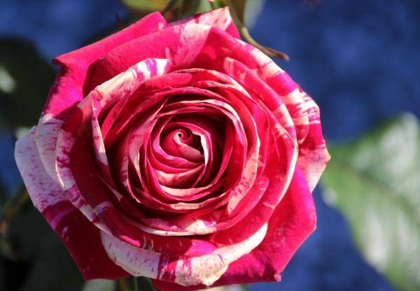 Fresh Rose