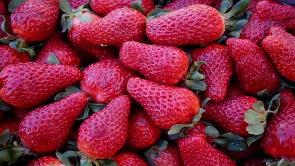 Fresh Strawberries