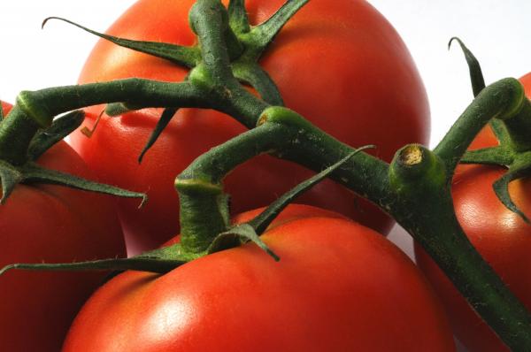 Fresh Tomatoes
