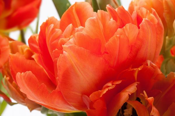 Fresh Tulips