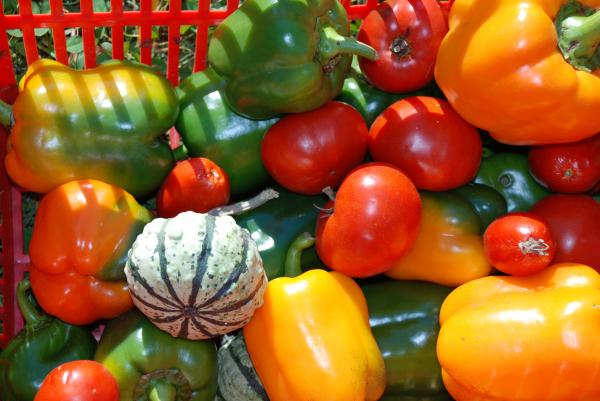 Fresh Vegetables