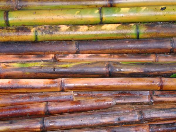 Freshly Cut Bamboo Poles
