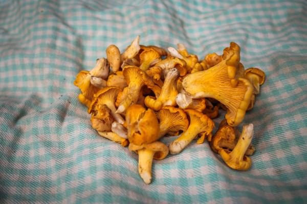 Freshly picked chanterelle mushrooms