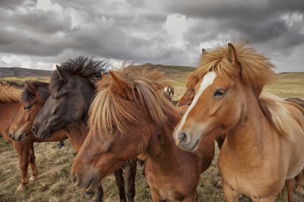 Icelandic Horse