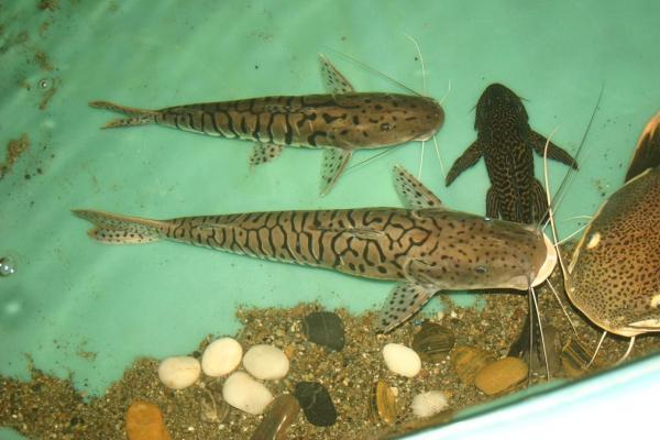 Friends in the pond