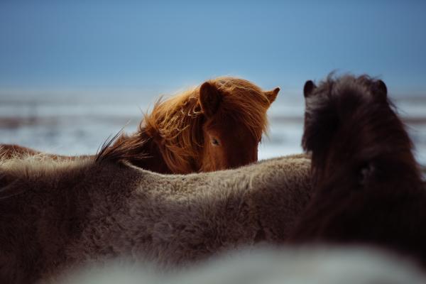 Friends