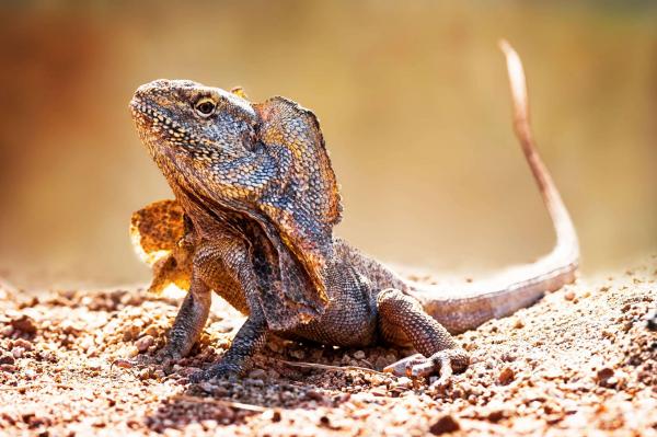 Frill necked lizard
