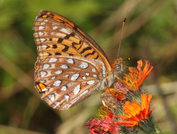 FRITILLARY, ATLANTIS (Speyeria atlantis) (8-9-09) stonington, me (1)