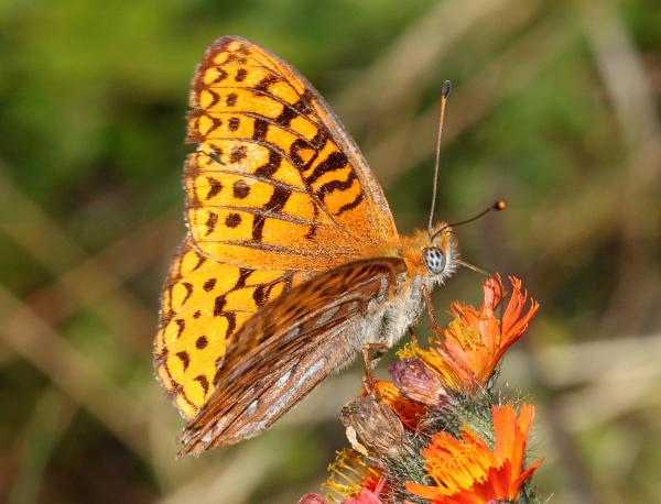 FRITILLARY, ATLANTIS (Speyeria atlantis) (8-9-09) stonington, me (2)