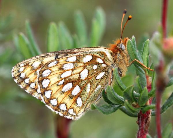 FRITILLARY, EDWARD'S (Speyeria edwardsii) (8-24-12) dunton meadow, near lizard head, dolores co, co (3)