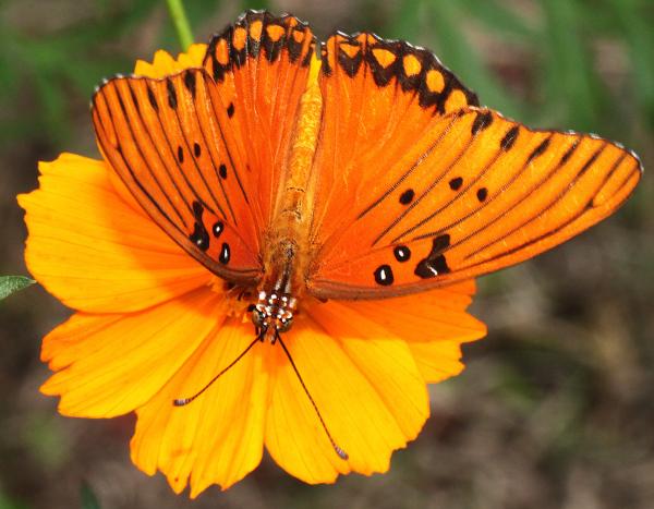 FRITILLARY, GULF (Agraulis vanillae) (9-8-12) sante fe ranch, scc, az -01