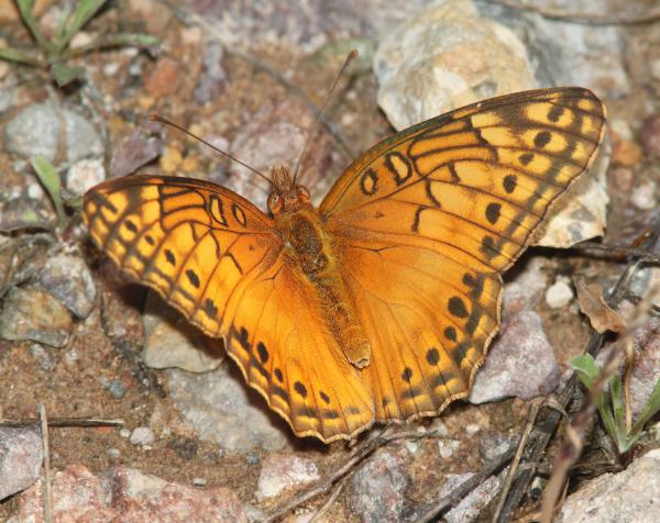 FRITILLARY, MEXICAN (Euptoieta hegesia) (10-9-12) sawmill cyn, huachuca mts, cochise co, az -01