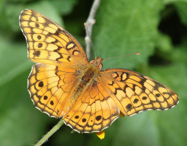 FRITILLARY, VARIEGATED (Euptoieta claudia)(4-17-12) near laredo, tx