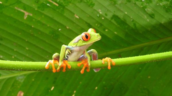 Tree frog