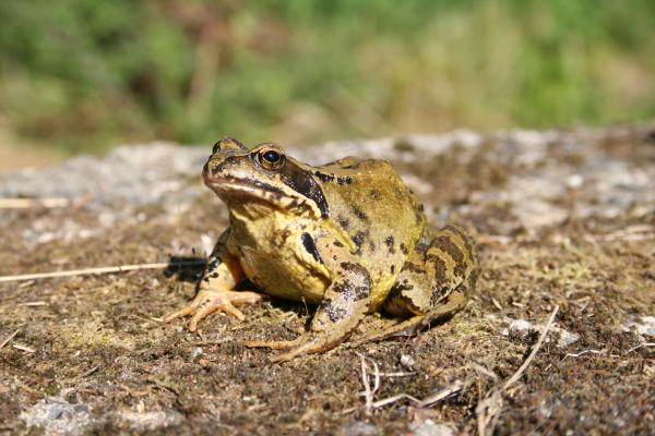Frog