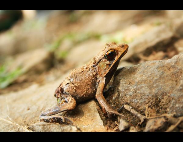 Frog