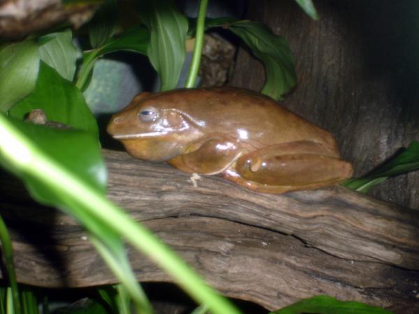 Frog