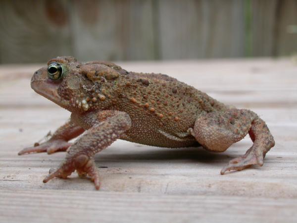 Frog
