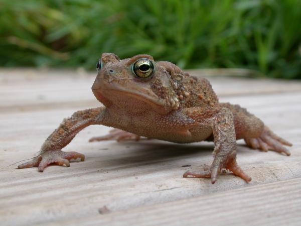 Frog