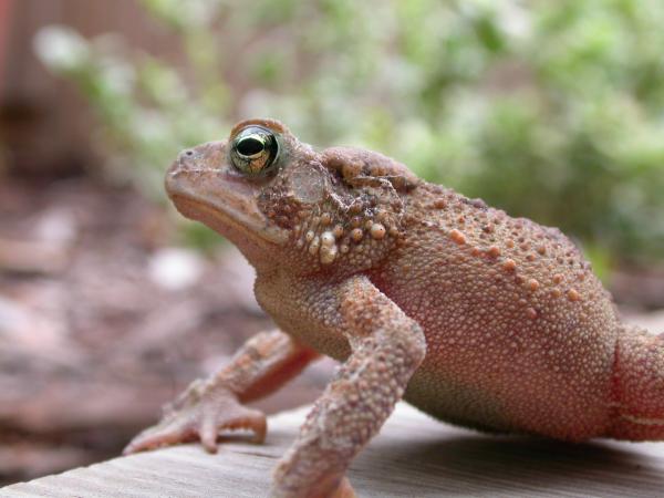 Frog