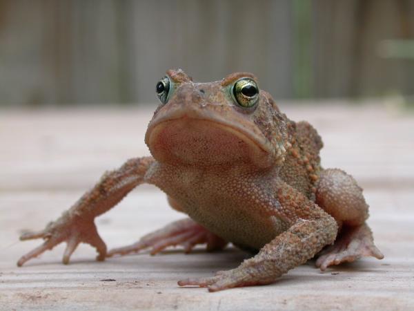 Frog
