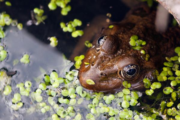 frog