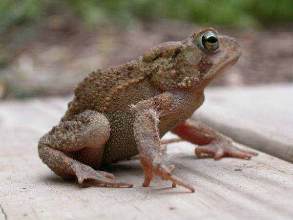 Frog