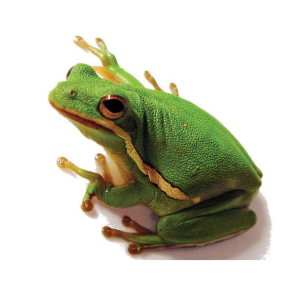 Tree frog
