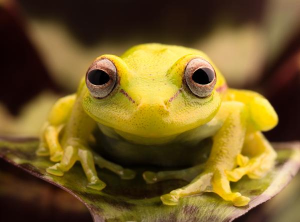 Tree frog