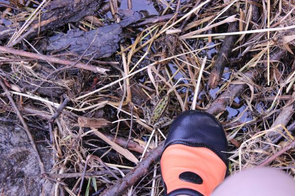 Frog by my foot