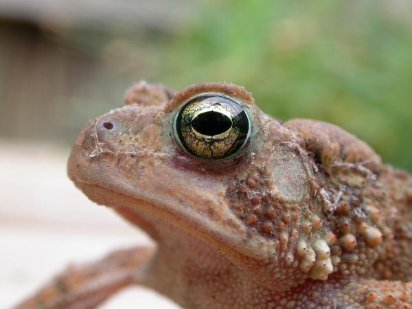 Frog face