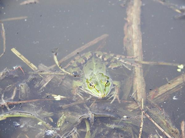 Frog in a pond