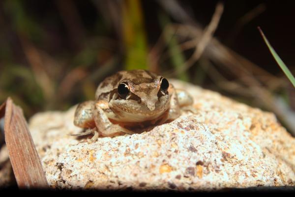 Frog on a rock