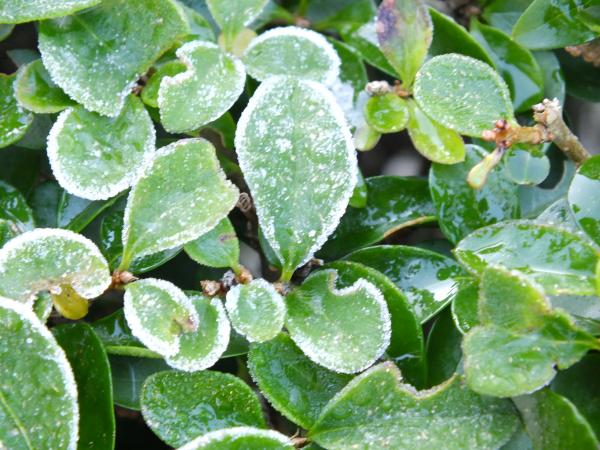 Frost