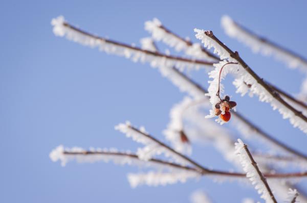 Frosty