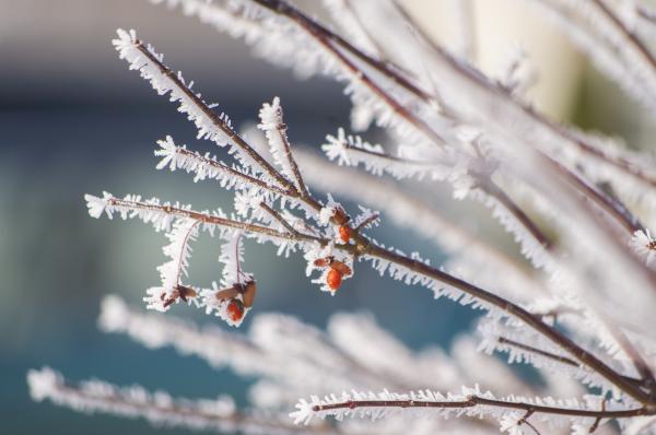 Frosty