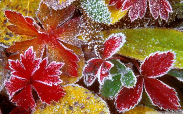Frosty leaves