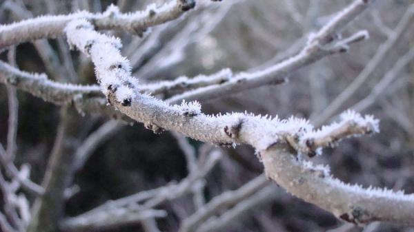 Frosty Twigs