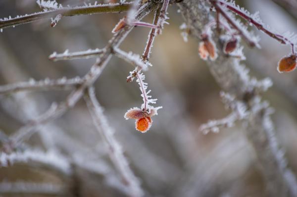 Frosty