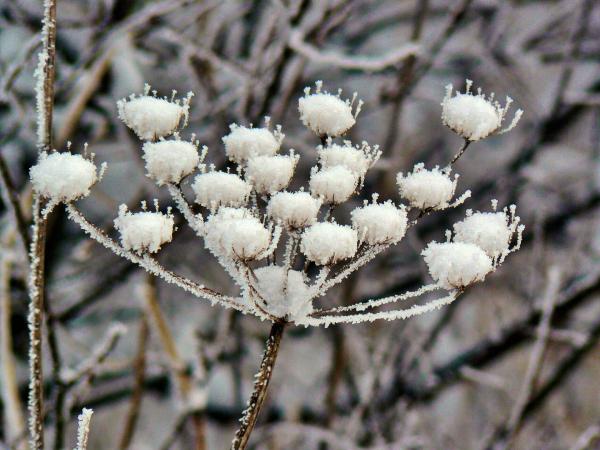 Frozen