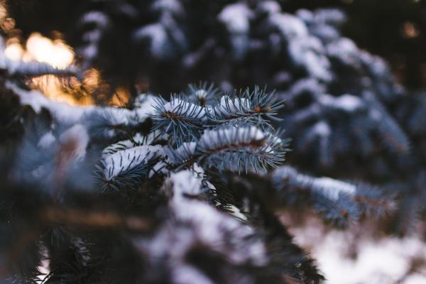 Frozen