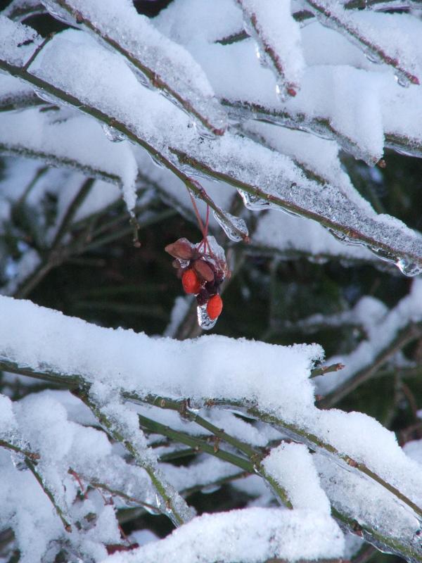Frozen berries