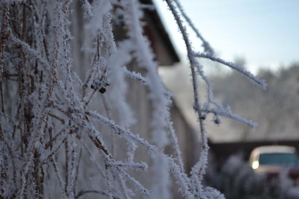 Frozen Branches
