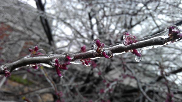 Frozen Cherry Blossom
