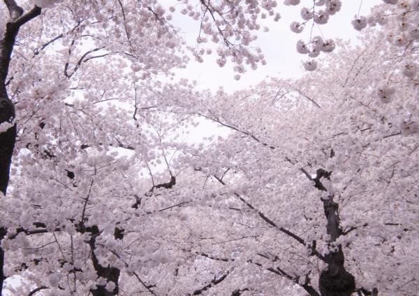 Frozen Cherry Blossom
